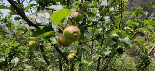 orchard oasis homestay