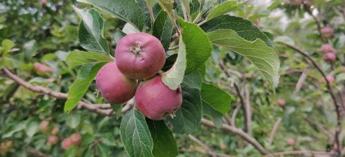 orchard oasis homestay