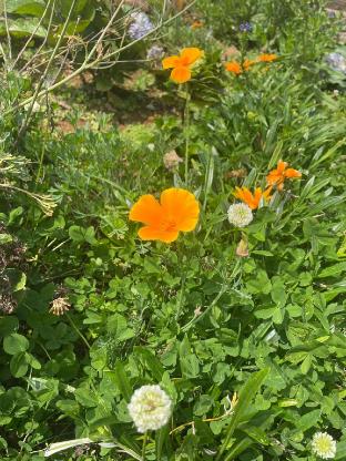 finland cottages and suites