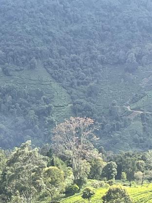 finland cottages and suites