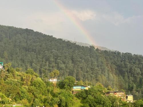 the chail pine orchard resort