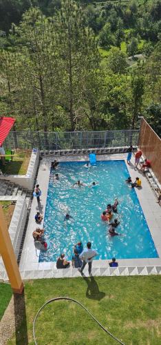 the chail pine orchard resort