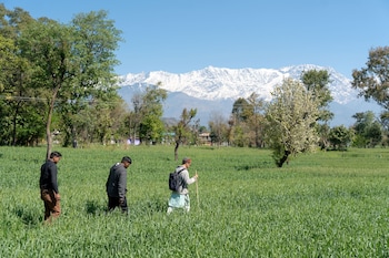 tree of life birdsong chalets