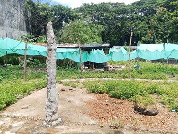 backpackers temple