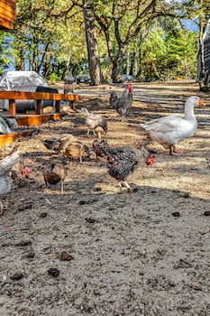 mays luxury farm stays