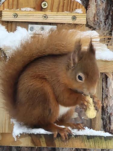 Dalnoid Cottages & Treehouses,,4 star