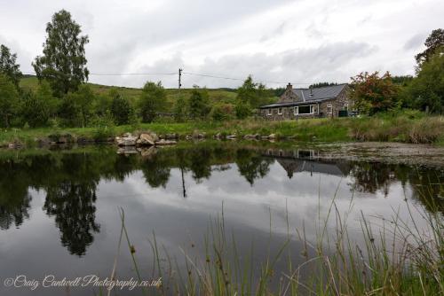 dalnoid cottages and treehouses