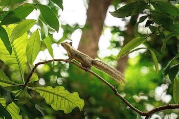 sanctuary kanchanaburi