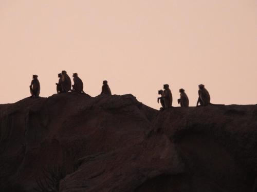 Rawla Bisalpur,,3 star