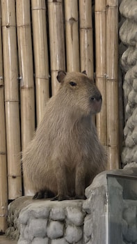 capybara zen resort and spa