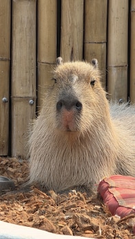 capybara zen resort and spa