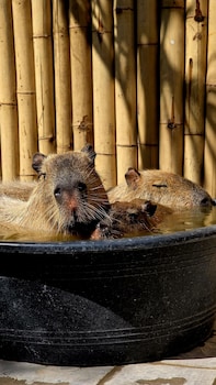 capybara zen resort and spa