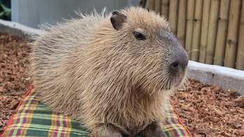 capybara zen resort and spa