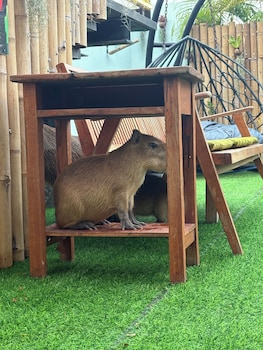capybara zen resort and spa