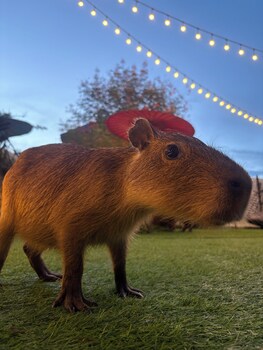 capybara zen resort and spa
