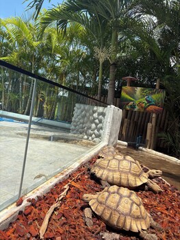 Capybara Zen Resort And Spa,,3 star