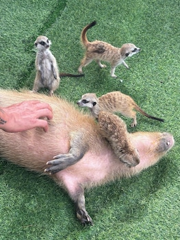 capybara zen resort and spa