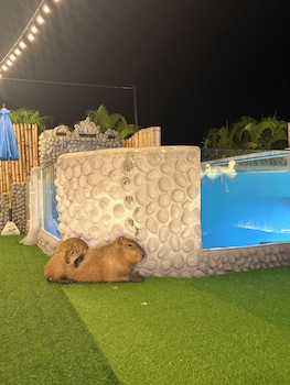 capybara zen resort and spa