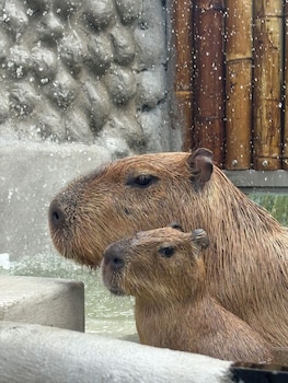 capybara zen resort and spa