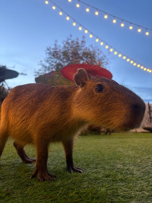 capybara zen resort and spa