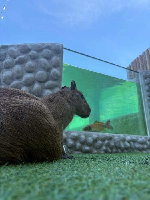 capybara zen resort and spa