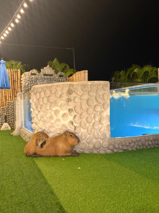 capybara zen resort and spa
