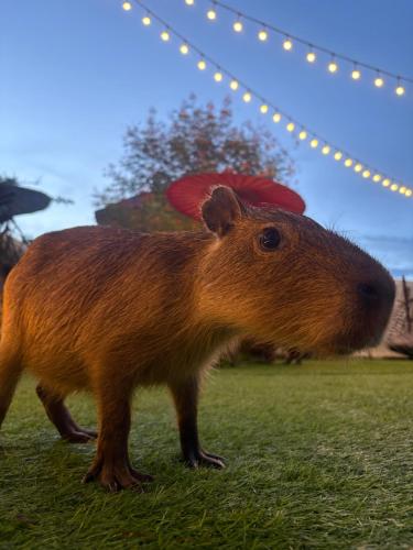 capybara zen resort and spa