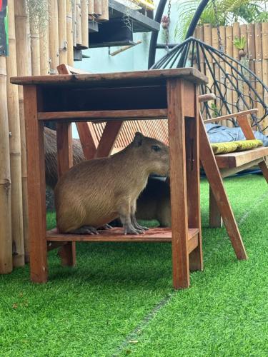 capybara zen resort and spa