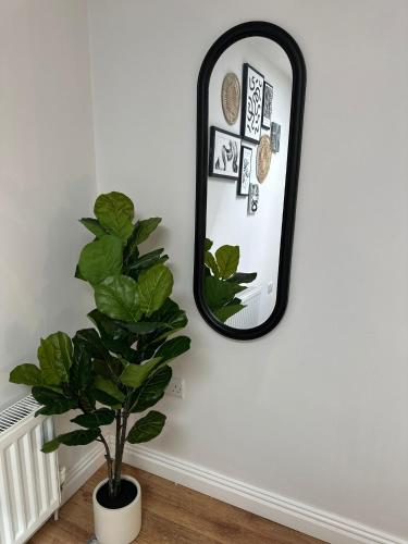 ocho homes lux by eight continents belfast