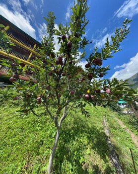 pahadi bliss hotel hostel tosh