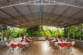 white petals dandeli