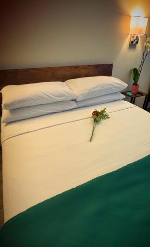 nova hotel jfk