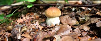 parco dei pini sila wellness hotel