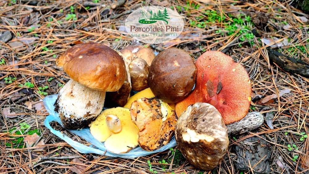 parco dei pini sila wellness hotel