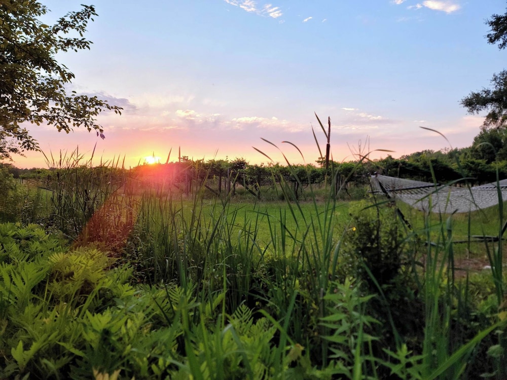 phoenix farms vineyard