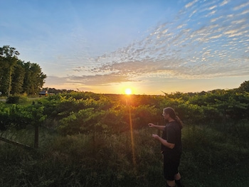 phoenix farms vineyard