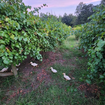 phoenix farms vineyard