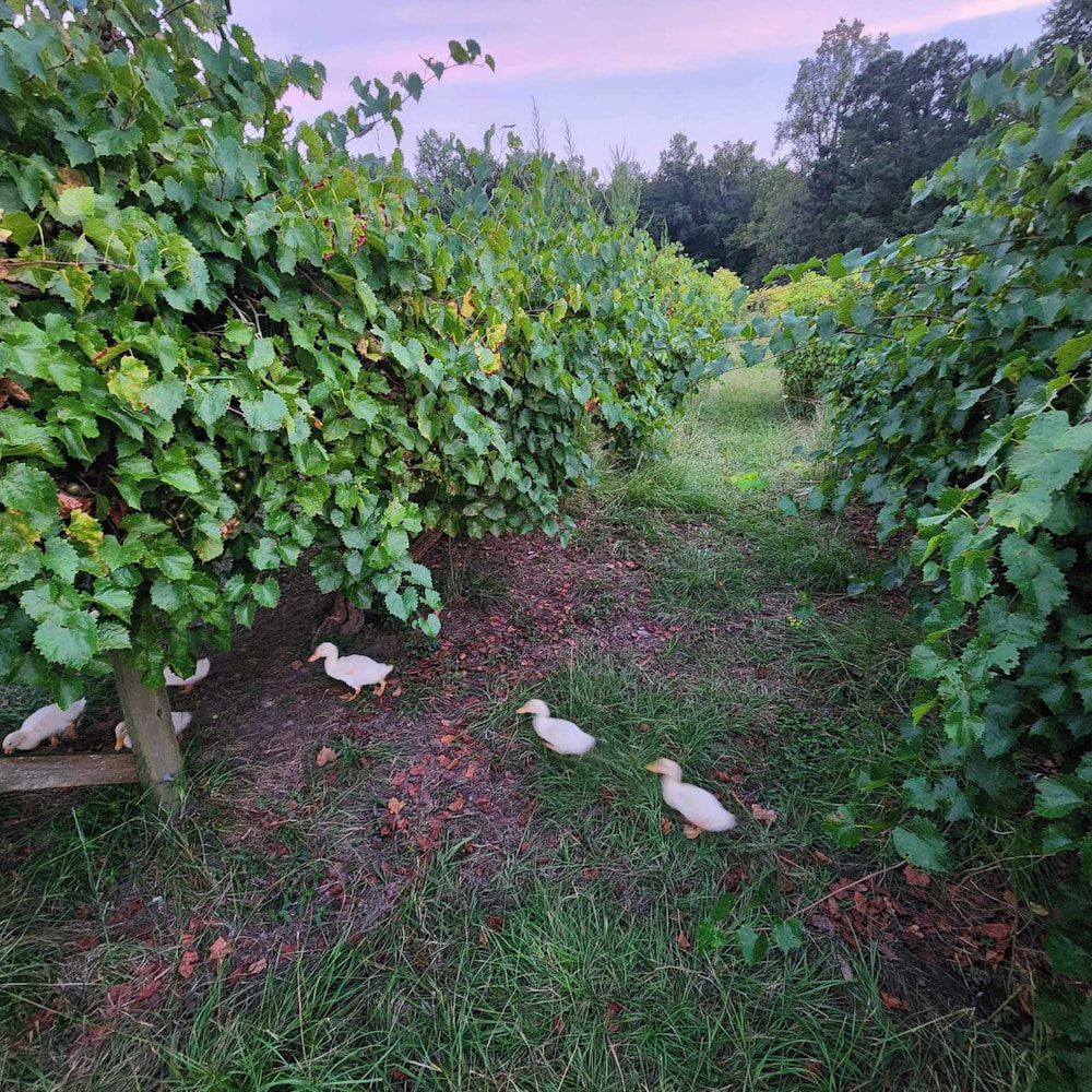 phoenix farms vineyard
