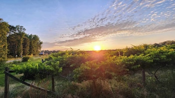 Phoenix Farms Vineyard,,2 star