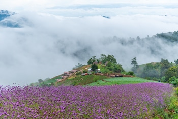 the view homestay monjam