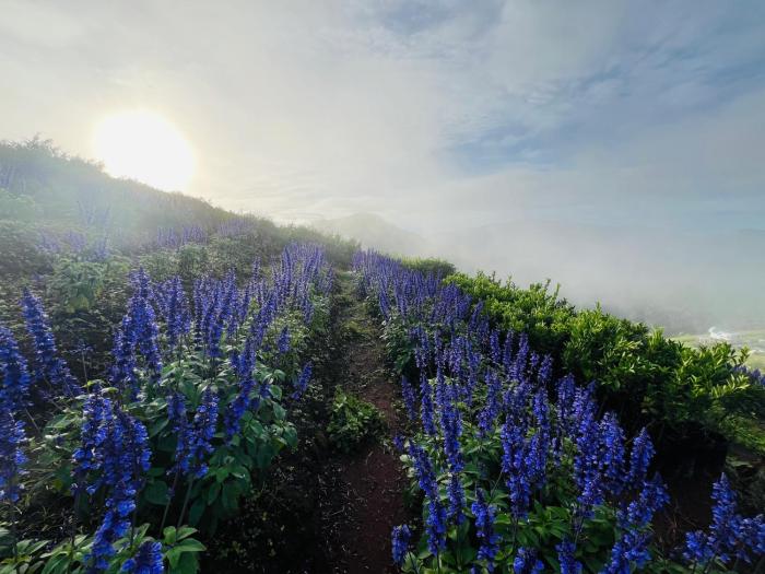 the view homestay monjam