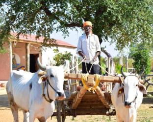 ajinkya jungle lake farms resort