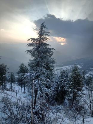 madhav palace homestay fagu