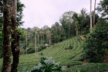 the feel munnar resort