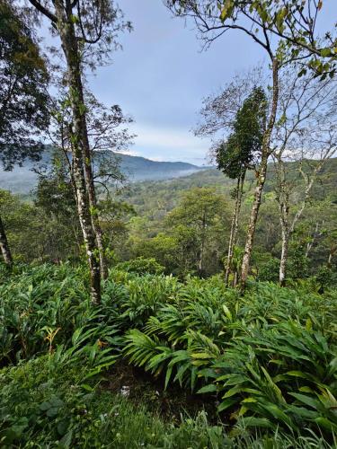 valley homestay munnar