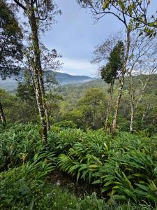valley homestay munnar