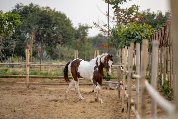 the bagheera retreat