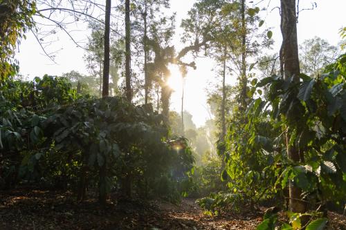 coorg kavery estate by aarika resorts
