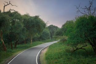 the wild forest masinagudi