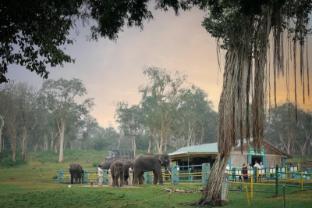the wild forest masinagudi